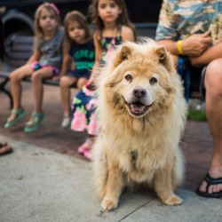 thedogist:Contessa, Chow Chow (7 y/o), Amherst & U.S. 9,