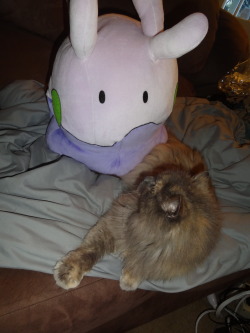 pacificpikachu:Bob (♀) and 1/1 scale Goomy making friends.