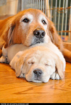 aplacetolovedogs:  Sweet momma Retriever watching over her wee