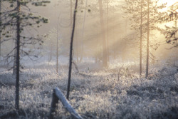 tiinatormanenphotography:  Sunrise.  I really love these frosty