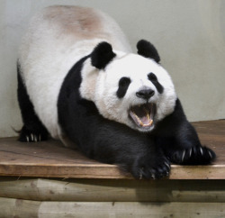 fuckyeahgiantpanda:  Tian Tian at the Edinburgh Zoo, Scotland,