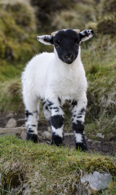 funnywildlife:  Lamb by jamiefg on Flickr. Isle of Skye, Scotland