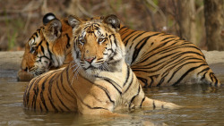 llbwwb:  Tiger Brothers - Jay and Veeru! (by AnayTarnekar)