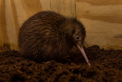 sdzoo:  Our Avian Propagation Center is caring for a brown kiwi