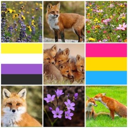 nb-positivity-images:  Non binary pansexual fox/flower moodboard!-mod
