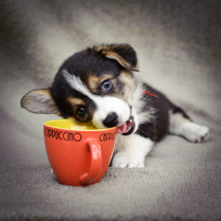 llbwwb:  Todays Cuteness,for the dog lovers:) by Kesha Matrosov.