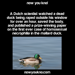 nowyoukno:  Now You Know (Source)  All in the name of science.