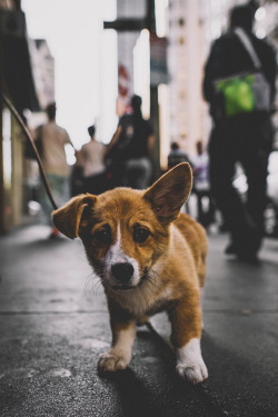captvinvanity:  Little puppy | Photographer | CV