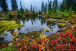 silvaris:  Emergence by Erwin Buske 