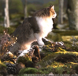 thatonceandfutureprat:  Norwegian Forest Cat (x) 