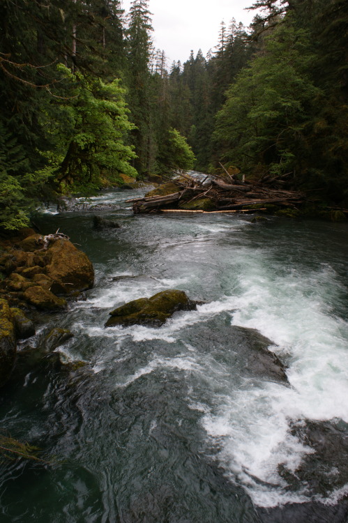 frommylimitedtravels:  At Staircase - Olympic National Park 