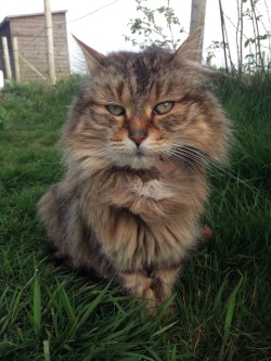 kitty-in-training:  The ‘feral’ cat that lives on the allotments