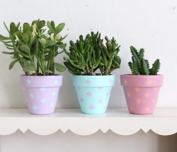 thejennsmith:  Plants, in pots I painted, on a shelf I found