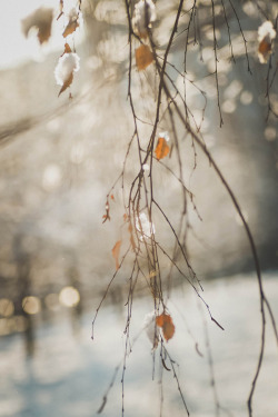 drxgonfly:  fresh snow (by Ivanka Gz) 