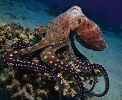 underthevastblueseas:  Why Is Octopus Blood Blue? The pigment