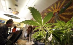 weedporndaily:  Marijuana legalization wins majority support