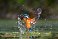 nubbsgalore:  kingfishers, who need to consume their own bodyweight