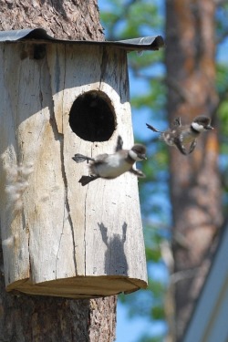 niknak79:  First time leaving the nest. It’s not flying. It’s