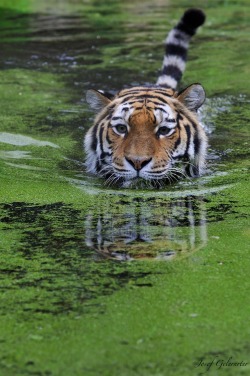 beautiful-wildlife:  Tigress Swim Approach by Josef Gelernter