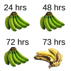 bestlols:  The truth about bananas