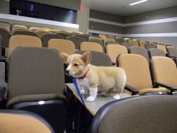 ventusthecorgi:  Class was canceled.. and nobody told me?! :(