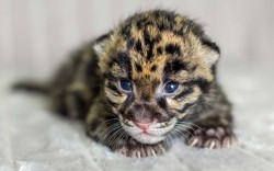 theanimalblog:  Nashville Zoo’s clouded leopards Jing Jai and