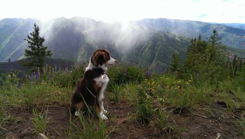 l4dyboner:  stunningpicture:  This is my dog Bentley. He died two days ago after we got into a wreck and he got struck by a car after getting ejected, getting up and trying to come find me. He was the greatest dog that ever lived so I just wanted to share