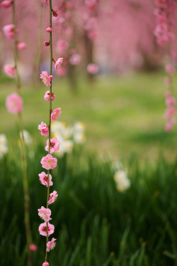 m3411:  枝垂れ梅  #flickstackr #flowers Flickr: http://flic.kr/p/erwLES