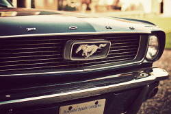 Mustangs galore