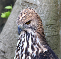 peregrineinastoop:  Changeable Hawk-Eagle by Eddy Lee