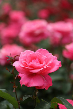 prettylittleflower:  rose by copa.ore on Flickr.  “The earth