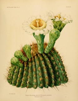 wapiti3:  The Cactaceae : descriptions and illustrations of plants