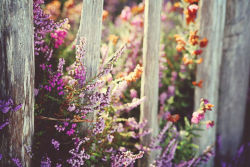 floralls:  (by AnyDirectFlight) 