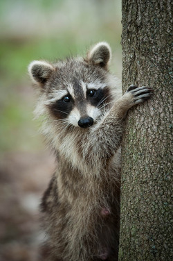 sendinglovelettersintooblivion:  aesthecia:  Raccoon (by Justin