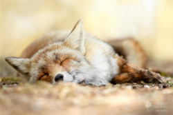 Sleeping Beauty _ Red Fox taking a nap by thrumyeye 