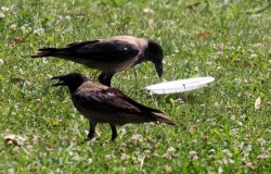 bestianatura:  crows are fantastic…