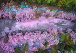 mymodernmet:  Fallen Cherry Blossom Petals Fill a Lake in Japan