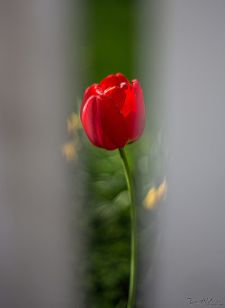 sapphire1707:  Tulip shot through a white picket fence. by Bent