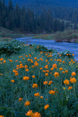 expressions-of-nature:  Dream | Ergaki Mountains, Russia | Mikhail