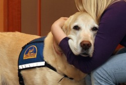 thebestoftumbling:  These dogs work in courtrooms to help comfort