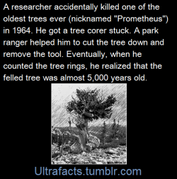 ultrafacts:Radiolab did a piece on this story (Link). It’s