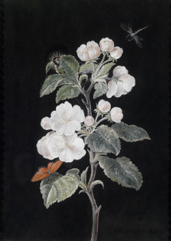 laclefdescoeurs:  Apfelblüten mit Schmetterlingen, Margaretha