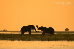 magicalnaturetour:  (via 500px / Giant Silhouettes of Chobe by