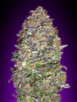 greenleafsociety:    Auto NYC Diesel Feminised Seeds by the cannabis