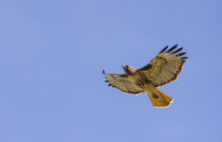 glowworm6:  Red-tail Hawk flying to heaven Yakima Canyon 16 April
