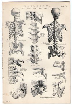 michaelmoonsbookshop:  Late 19th Century Anatomical Plates from