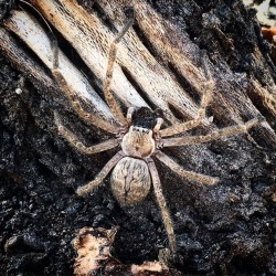 spiders-spiders-spiders: trufilyaw: Saw this guy while gathering
