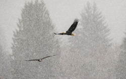 glowworm6:  Bald Eagles in the Snow on the Nooksack River.  The