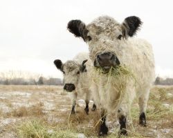 Vachettes-Chounes (cute cow and calf)