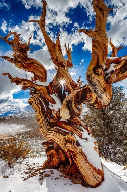 littlepawz:The trees of the Ancient Bristlecone Pine Forest in